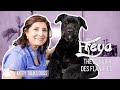 Say Hello To Freya, The Bouvier Des Flandres - Commercial &amp; Fast Groom - Kitty Talks Dogs