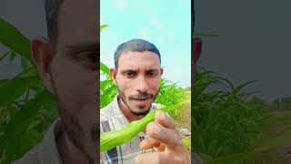 Download Lagu tumpe martehe #bollywoodsongs #song MP3