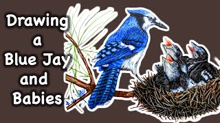Blue Jay Bird Drawing with Colored Pencils & Markers screenshot 5