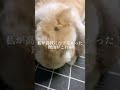 ウサギッチのかまちょがヤバいww