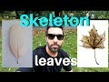 2 Easy Methods. Homemade Skeleton Leaves for Art and Science