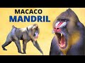 MANDRIL - UM DOS ANIMAIS MAIS COLORIDOS DO MUNDO!