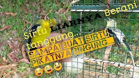 Mikat Burung Sirtu