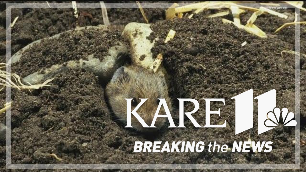 Voles and other critters cause damage to lawns over winter