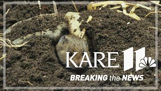 Voles and other critters cause damage to lawns over winter