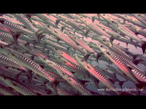 Amazing Schooling Barracuda in Derawan HD