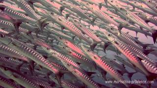 Amazing Schooling Barracuda in Derawan HD