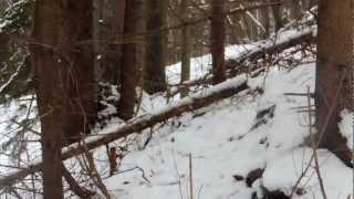 Spoločná Poľovačka Na Diviaky Poľana Ulovenie Môjho Prvého Diviaka