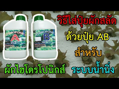 วิธีใส่ปุ๋ยผักสลัดด้วยปุ๋ย AB สำหรับผักไฮโดรโปนิกส์ระบบน้ำนิ่ง [Fertilizer AB for Hydroponics.]