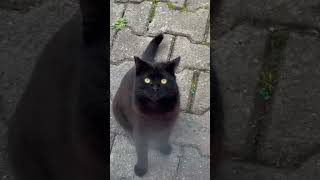 Konuşan kediler