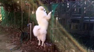 【グレートピレニーズ】ルンルンとアラン。留守番はしたくない。