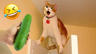 Funniest Animals 😋 New Funny Cats and Dogs Videos 😹🐶 #1 by DT Pets 4,468 views 2 months ago 58 minutes