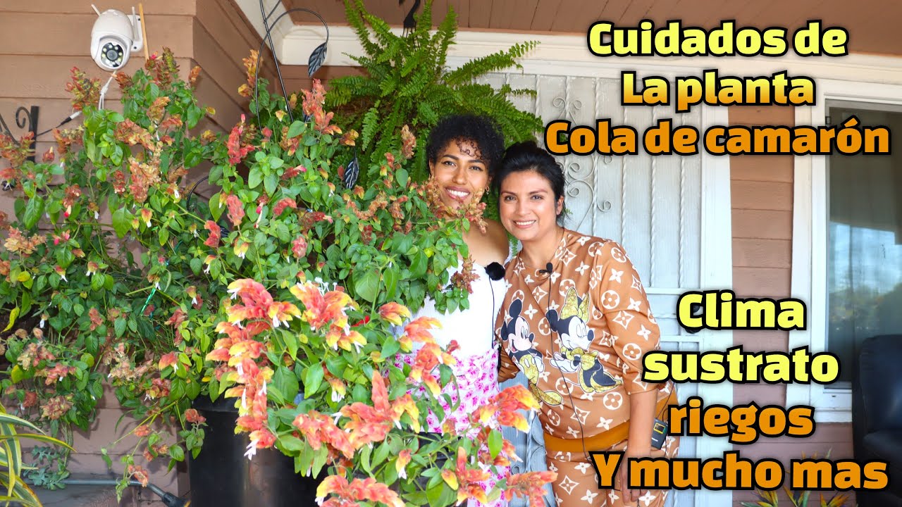 APRENDE A CUIDAR TU PLANTA DE COLA DE CAMARON  |   todo los cuidados en este video