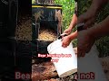 Bear Baiting Bear Baiting