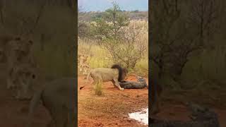 مجموعه من الاسود ? تفترس التمساح.?A group of lions preying on a crocodile.