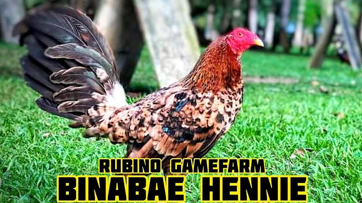 RUBINO Gamefarm in Alaminos Philippines | Rafael R...