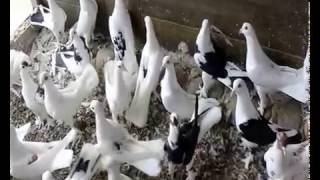 Baki Goyercinleri Бакинские Голуби Baku Pigeons Ruslan 2015