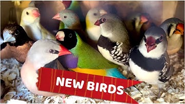 My New Aviary Birds | Release in Outdoor Aviary | S2:Ep15