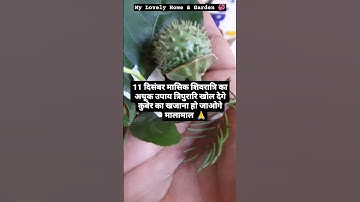 यह उपाय 11 दिसंबर को जरूर करें 🙏#pandit_pradeep_ji_mishra