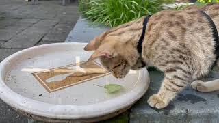 Tenzai Fujimi & Happō playing in the garden by Ocicat Cattery Tenzai 83 views 2 years ago 33 seconds