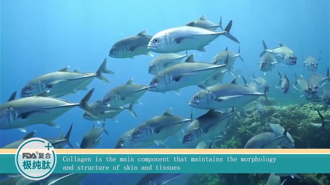 NORLAND Micro molecule Bioactive Oligopeptide YouTube