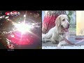Police Dogs Enjoy Swimming To Escape Scorching Heatwave In Adilabad | V6 Teenmaar