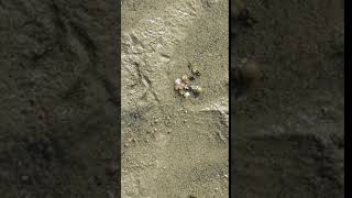 Magic moving Sea shells