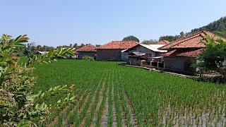 Suasana Tenang Di Pagi Hari Damai Ayem Tentram || Kampung Cikopo Pameungpeuk-Garut