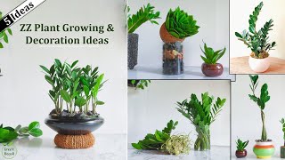 5 Best Zz Plants Growing & Decoration Ideas Zz Plants Indoor Zamioculcas Zamiifoliagreen Decor