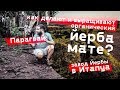 Парагвай. Как делают ЙЕРБА МАТЕ. Завод мате и органические плантации.