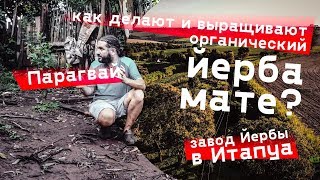 Парагвай. Как делают ЙЕРБА МАТЕ. Завод мате и органические плантации.