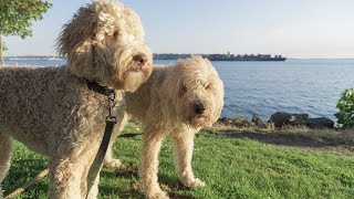 15 Pros And Cons Of Owning A Labradoodle