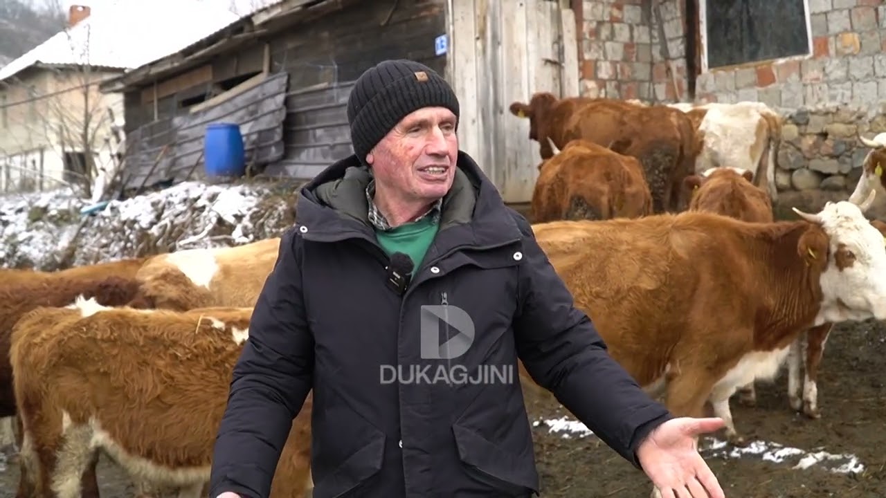 “I MARRË 20 MIJË EURO PREJ KËSAJ PUNE”:  RRËFIM SUKSESI I FERMERIT AHMET KURTAJ