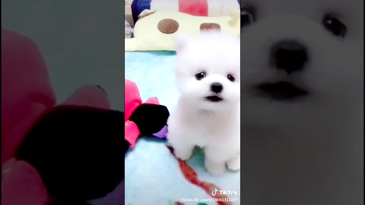 Cute dog tik tok YouTube