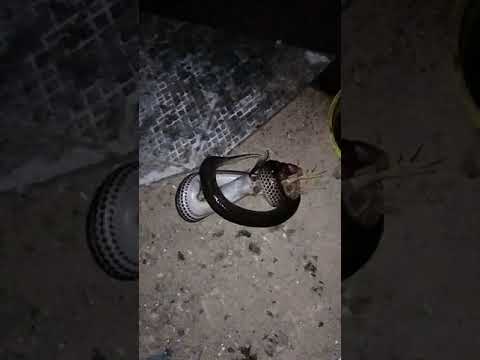 ពស់លេបកូនមាន់