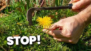 Why You Should STOP Weeding Dandelions