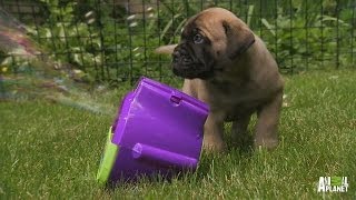 Bubble Playtime Is A Real Workout | Too Cute! screenshot 2