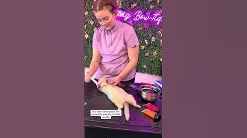 Dye-ing A Ferret 🎨✨ #dogshorts #pets #petshorts #doggroomer #ferret #art