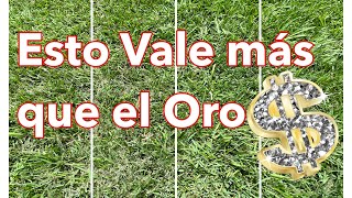 Esto Vale Mas Que El Oro - Césped Triturado Y Sus Usos
