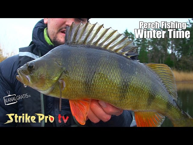 perch and zander canal fishing 10 Grub worms with jig heads lures for