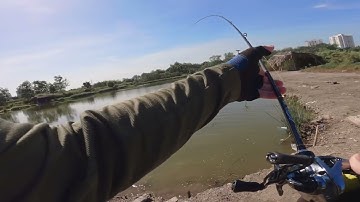 Light Game - cá lóc hồ 5 Trận tự tìm tới người câu