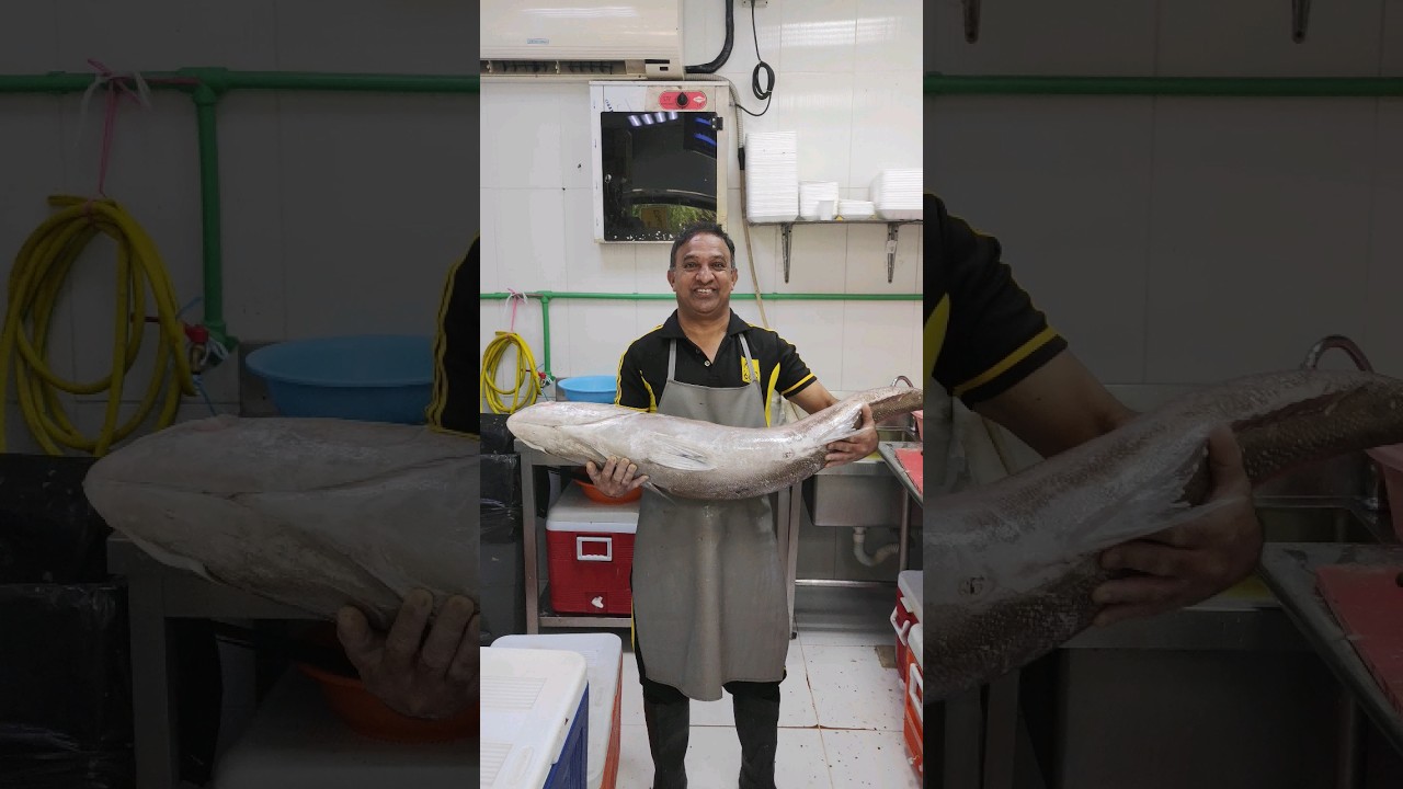 Bigh Amberjack fish # 