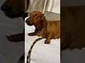 கோபம் வந்துருச்சி😂😂 #dog #tamil #pets #funny #memes
