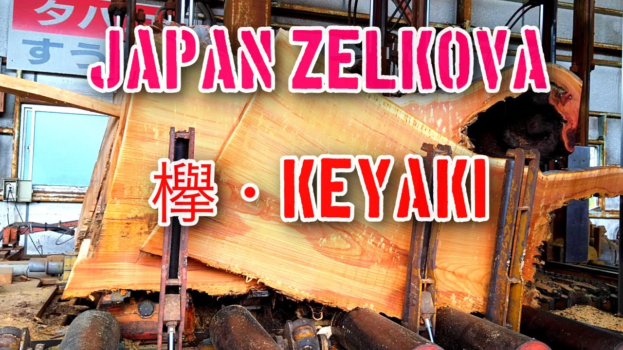 明治作？欅作り？ 欅です。・keyaki・Japan Zelkova awing!! - YouTube