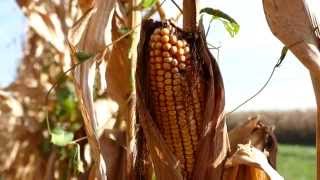 Decreasing 2016 Cash Rents on Professionally Managed Farmland