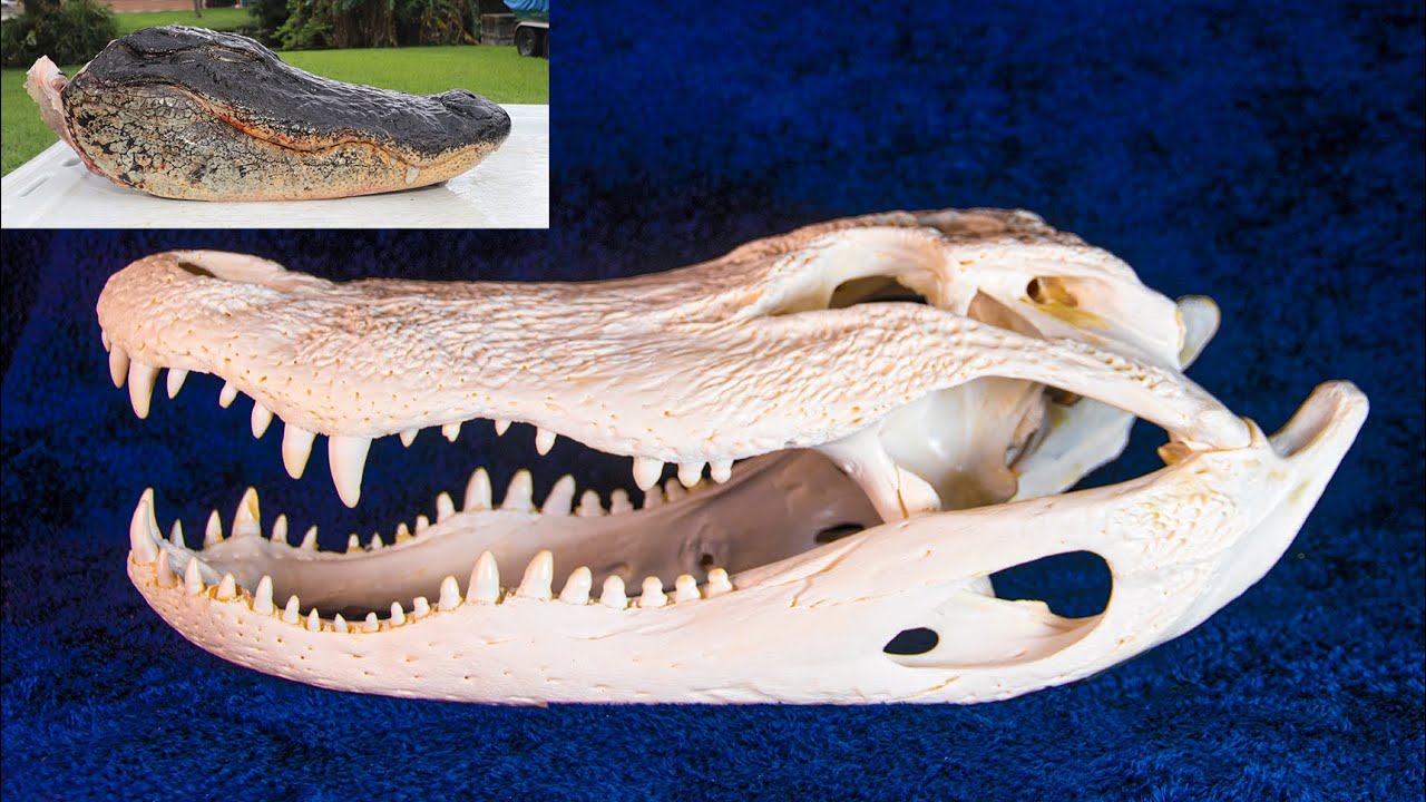 How to Preserve Alligator Head?