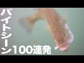 【水中映像】水中カメラにルアー付けて1日中ブラックバス釣りしてみました。お昼は初キャンプめしをやってみた【バス釣り】