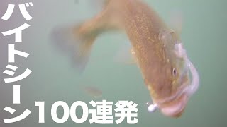 【水中映像】水中カメラにルアー付けて1日中ブラックバス釣りしてみました。お昼は初キャンプめしをやってみた【バス釣り】