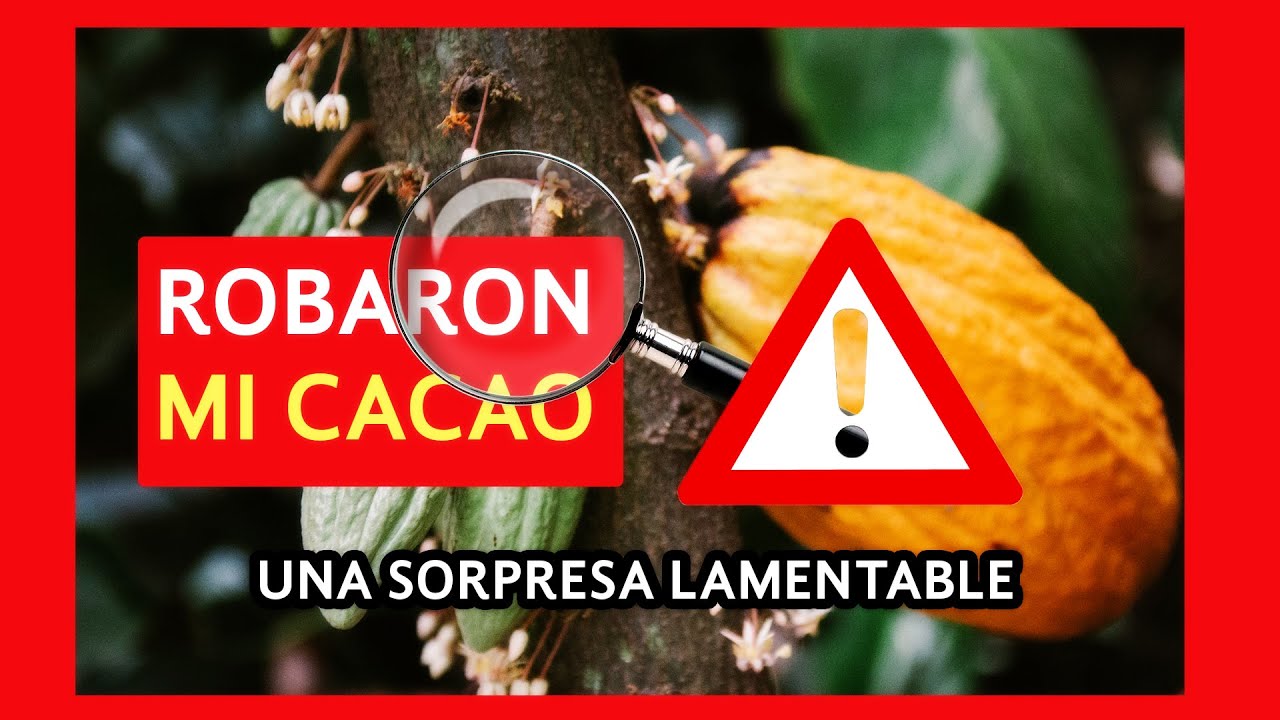¡Me robaron el cacao!... ¿Qué hago ahora?😪