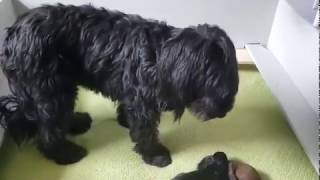 Briard Mom Gigi and her pups video 5 by Lebec Briards 48 views 4 years ago 28 seconds